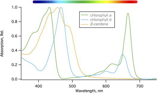A graph showing wavelengths absorded by chlorophyll