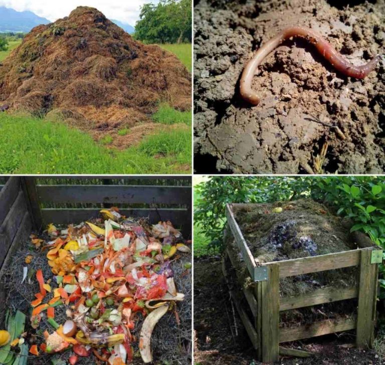 Let It Rot How to Compost The Road to a ZeroWaste Lifestyle A
