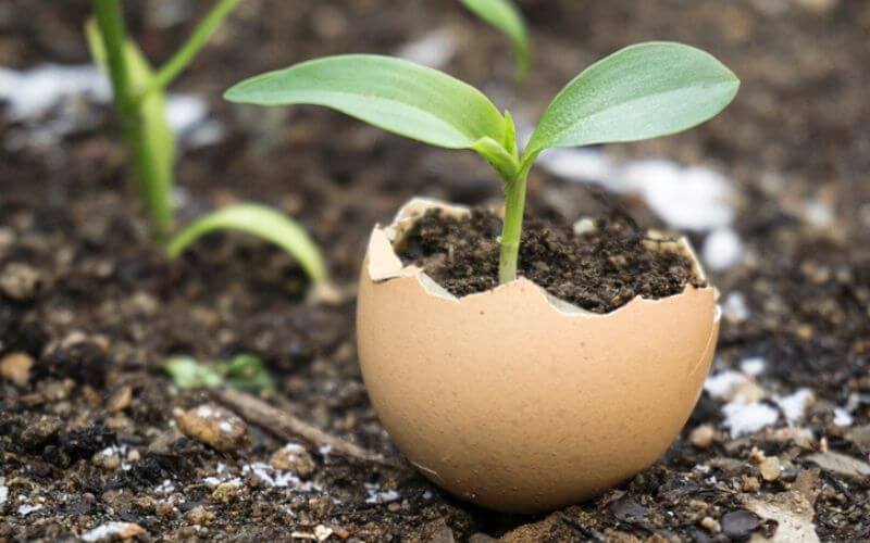 A seedling grows in a broken eggshell