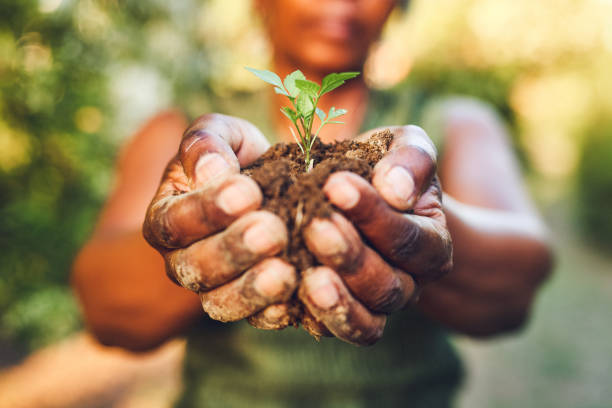 Hands hold a bit of soil and a seedling