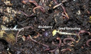 A compost mixture with worms showing a fruit peel, a blueberry, and a sprouting seed