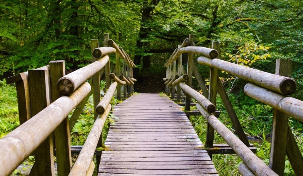 a wooden bridge goes into the forest