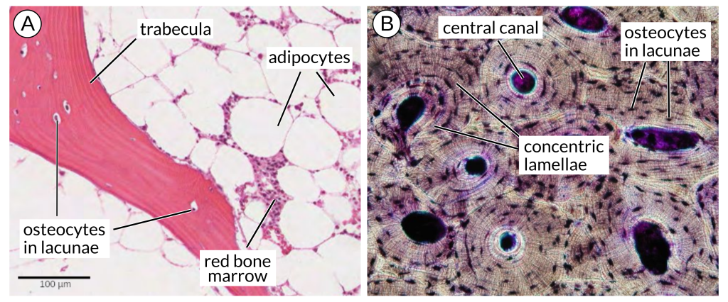 5.2 Connective Tissue Supports and Protects – Introduction to Human Biology