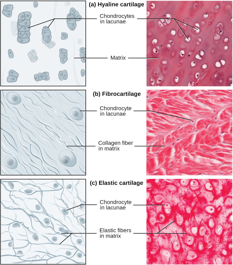 5.2 Connective Tissue Supports and Protects – Introduction to Human Biology