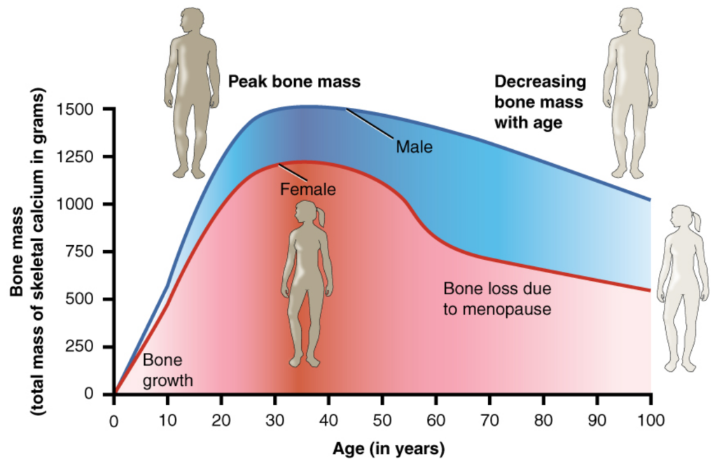 6.6 Exercise, Nutrition, Hormones, And Bone Tissue – Introduction To 