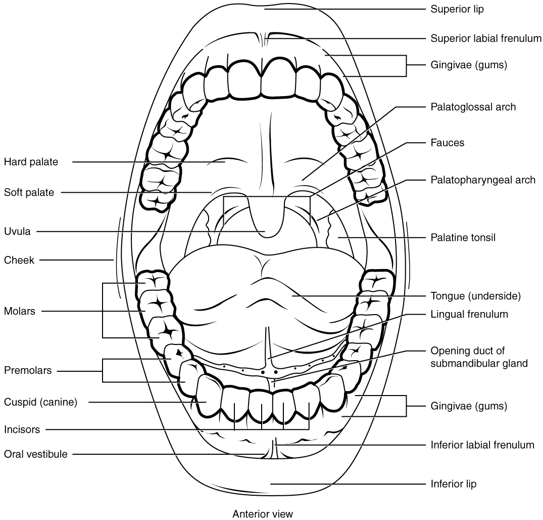 Drawing of the oral cavity showing its different components