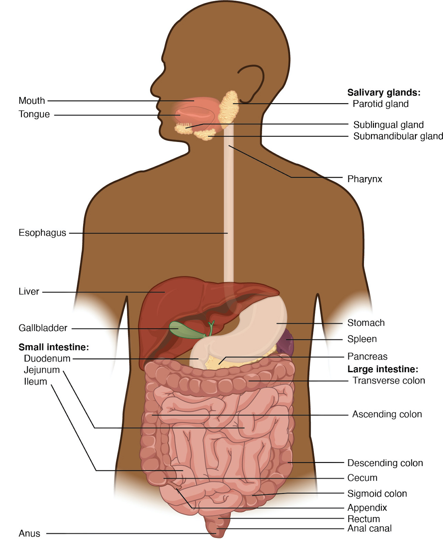 Cartoon that shows the components of the digestive system. From top to bottom: Mouth and Tongue.  Salivary glands: Parotid gland (behind the mouth), sublingual gland is below the tongue.  The submandibular gland is located behind the sublingual gland. The mouth is connected to the pharynx which leads into the esophagus.  The esophagus enters the stomach.  To the left of the stomach is the liver.  Enbedded in the liver is the gallblader. The stomach is attached to the  Small intestine.  The small intestine is composed of the Duodenum, the Jejunum and the Ilium.  The Illium  connects to the Ascending colon.  At the connection between the Illium is the Appendix, which is a blind ending sack.  The Assending colon is on the left side of the cartoon and connects to the Transverse colon that runs from left to right below the stomach.  The Descending colon runs on the right side down to the Rectum and Anal canal that ends at the Anus