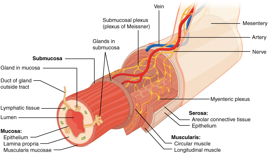 Cross section of a section of the gastrointestinal tract showing the different layers.  The four layers are (from the inside to outside) the Mucosa composed of the Epithelium, Lamina propria, and Muscularis mucosae,  the Submucosa, the Muscularis composed of Circular and Longitudinal muscle, and the Serosa composed of areolar connective tissue and an epithelium. In the Lamina propria is Lymphatic tissue.  The Mucosa and Submucosa also have glands.