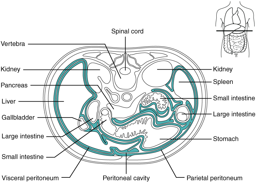 Drawing of a transverse section through the body below the rib cage.  The drawing shows the peritoneum and the internal organs.